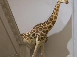 Musee d'histoire naturelle de La Rochelle